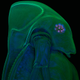 Illustration for article titled Algae Sex and Amoeba Smackdown - Best Microscopy Videos of the Year